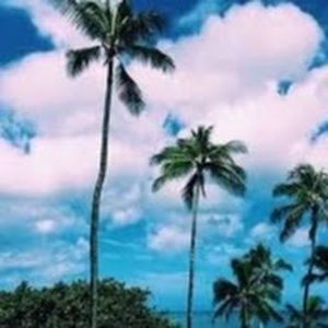 Meet your Posher, Liza